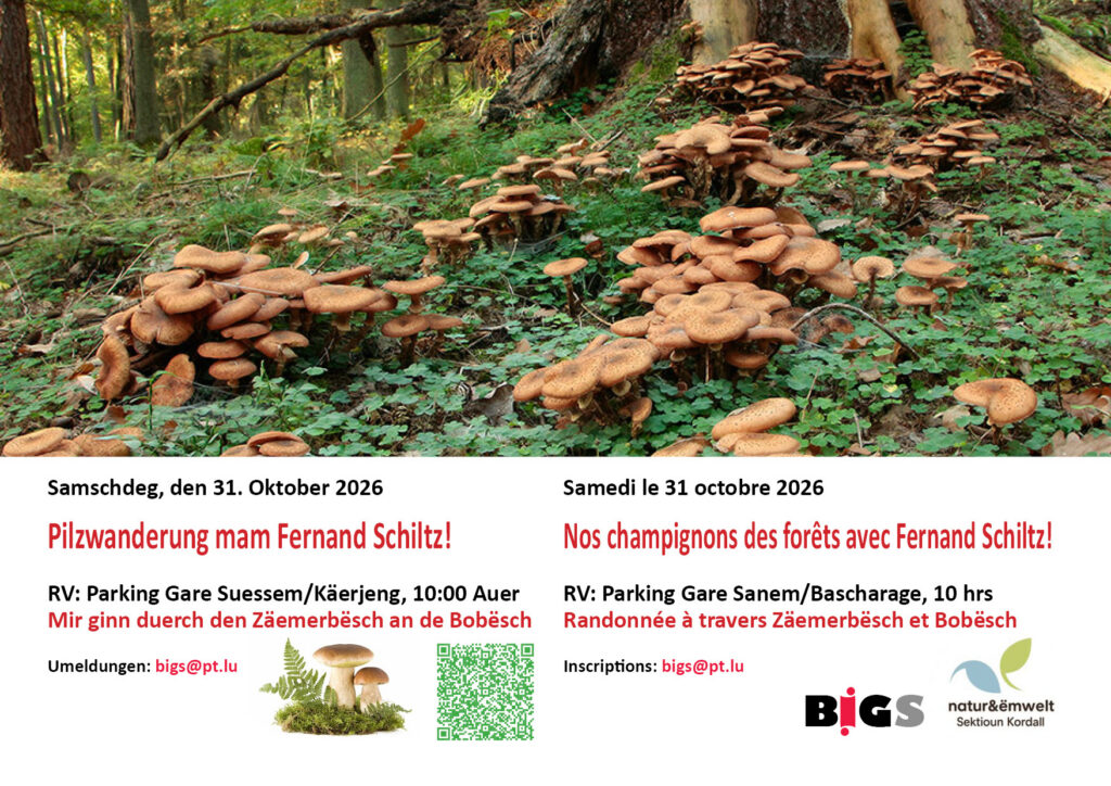 Samschdeg, den 31. Oktober 2026 Pilzwanderung mam Fernand Schiltz! RV: Parking Gare Suessem/Käerjeng, 10:00 Auer Mir ginn duerch den Zäemerbësch an de Bobësch Umeldungen: bigs@pt.lu BIGS